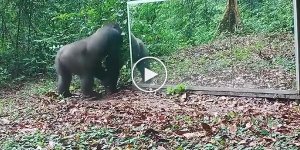 Animals and a mirror