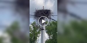 Люди кормят рыбой одинокую птицу, которая высиживает яйца