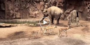 An elephant saved a drowning antelope in a Guatemala zoo