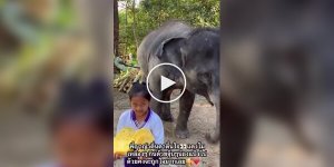 Маленькая певица и большой друг: слон благодарит девочку за вкусняшки и песню