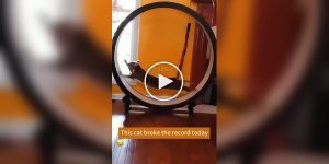 Беговое колесо и коты