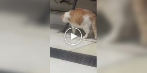 Professional: a cat catches a rat